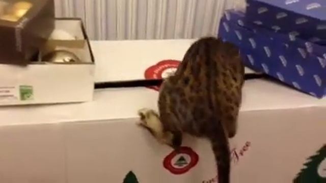 Трюфель и большая коробка смотреть онлайн