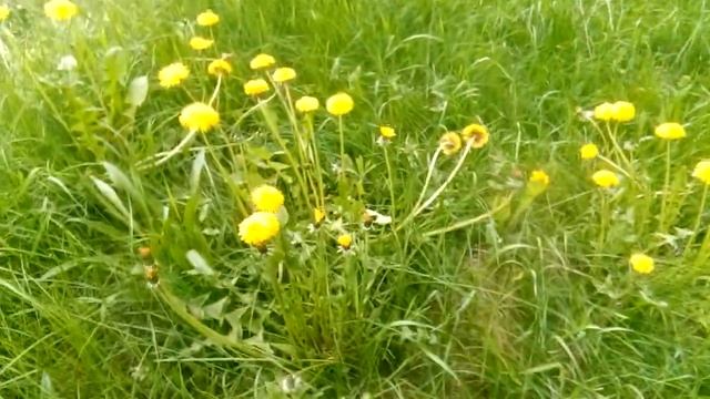 Шмели. Каменный и земляной. смотреть онлайн