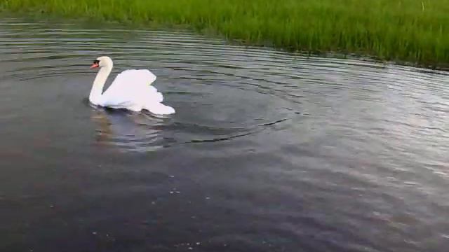 Лебедь vs французский бульдог смотреть онлайн