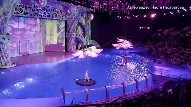 Косатки, дельфины. Как мы сходили на «Сон в летнюю ночь» в Москвариум смотреть онлайн