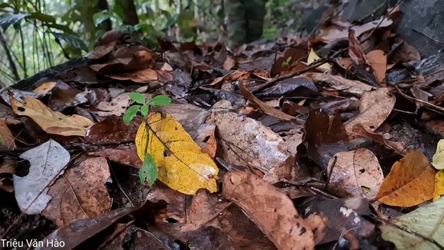 Survive Alone In The Jungle, Survive In The Wilderness | Encounter Tiger Attack In The Forest смотреть онлайн