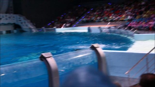 Белый кит Пончик - звезда шоу! смотреть онлайн