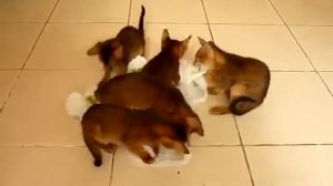 Прикольные кошки   Абиссинские веселые котята Забавно смотреть!!