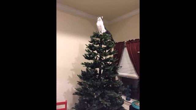 Потому что в этом доме только одна звезда Кот на елке смотреть онлайн