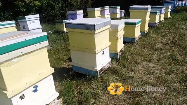 Ріпак 2020. Стан пасіки та кількість меду.