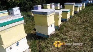 Ріпак 2020. Стан пасіки та кількість меду.