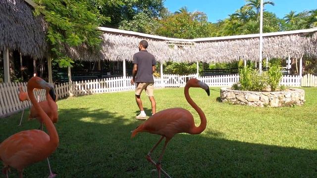 COME WITH ME TO "ARDASTRA GARDENS" Nassau Bahamas. #flamingos #snakes #animals смотреть онлайн