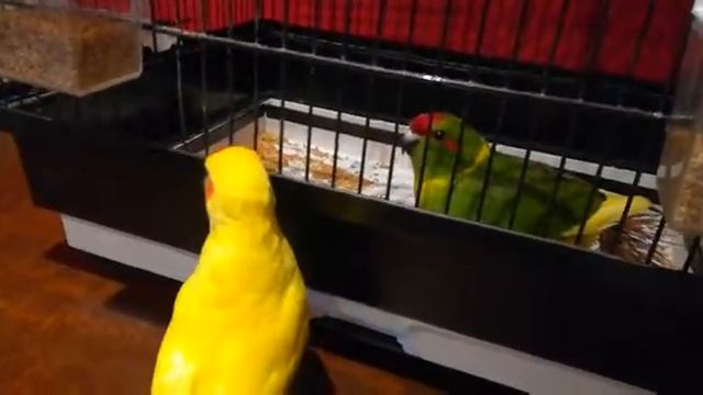 First encounter between Red-fronted Kakariki смотреть онлайн