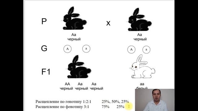 Второй закон Менделя. Закон расщепления. Разбор типовых заданий ЕГЭ по биологии, раздел Генетика смотреть онлайн