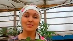 Выбираем сорта клубники. Ремонтантные или обычные?