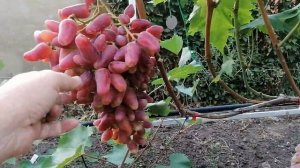 Дубовский розовый