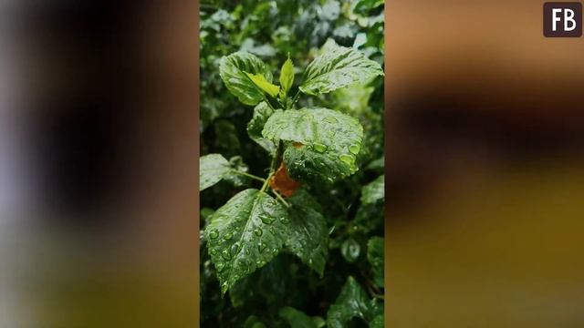 У цветка сохнут кончики листьев, подруга рассказала, что нужно сделать смотреть онлайн