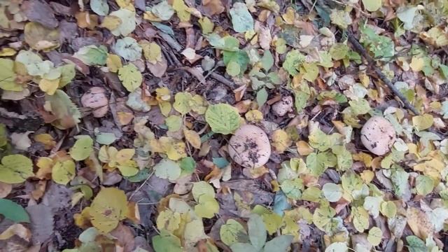Первые в жизни рыжики и сразу столько!!!!! А также другие интересные грибы. смотреть онлайн
