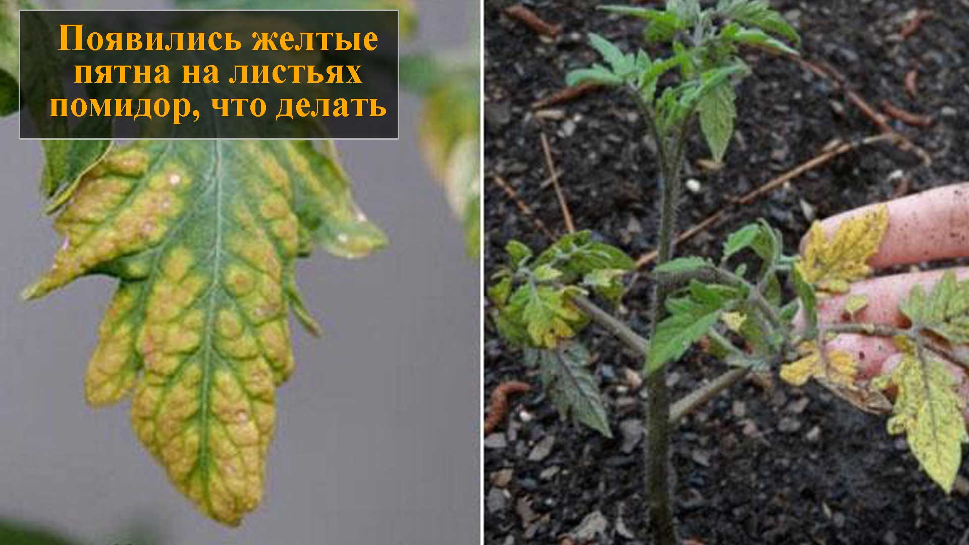 Желтые пятна на листьях помидор смотреть онлайн