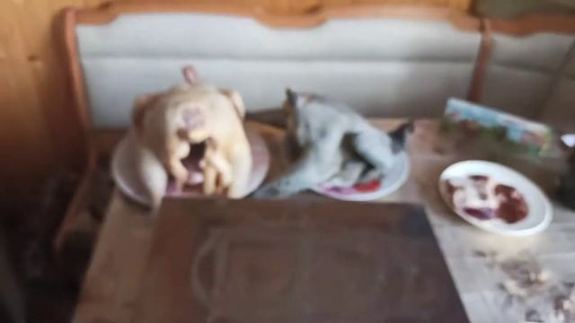 Чёрный Петух С черными костями Ухей Илюй и Бройлер КООБ 500. Новогодний холодец смотреть онлайн