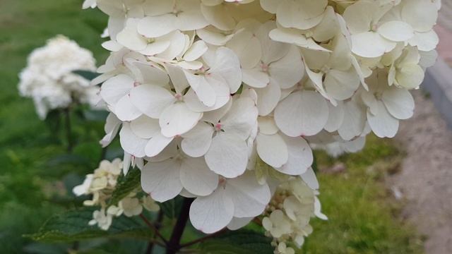 Гортензии Граффити, Пастель Грин, Самарская Лидия, Фантом и другие авнуст 2022? смотреть онлайн