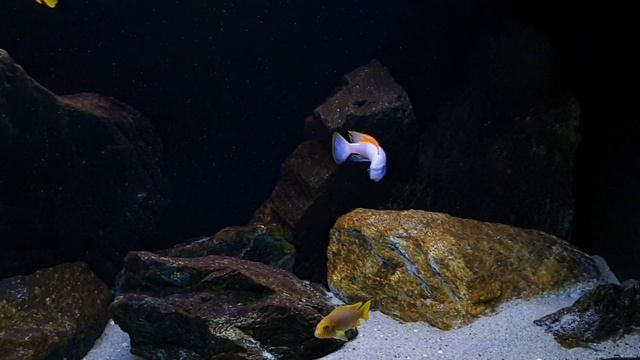 Labeotropheus trewavasae 'Thumbi West Island' - morph BB Malawi / mbuna смотреть онлайн