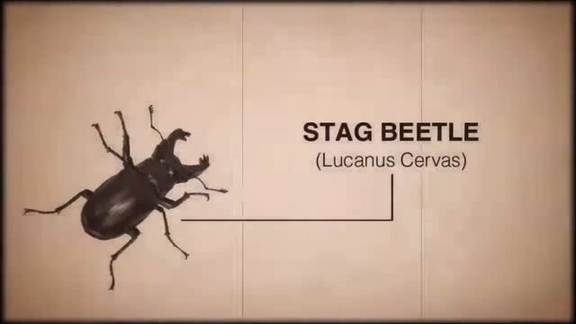 Centipede: Infestation Bugs Wii Trailer смотреть онлайн