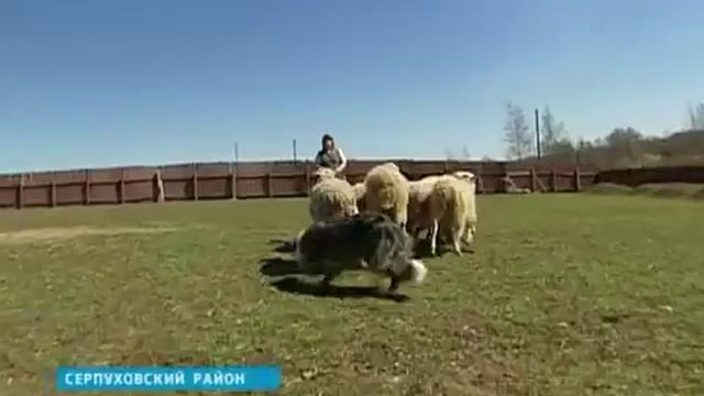 Им не страшен серый волк.mp4 смотреть онлайн