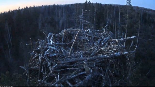 21:14 Irma ir atpakaļ uz sesto sezonu,cīņa par ligzdu. 19.04.2018 смотреть онлайн