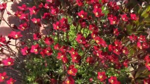 Камнеломки  Арендса.?Как вырастить.?Сложностей нет, есть ньюансы!?