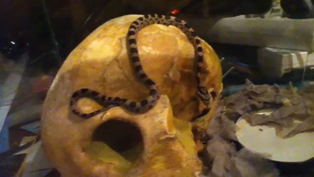 Змея и Череп смотреть онлайн