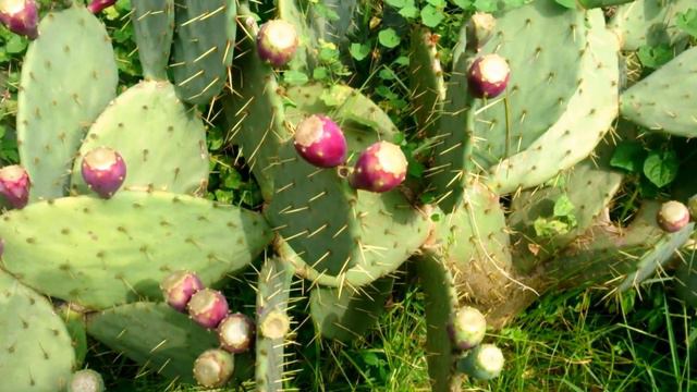 Как растёт кактус 🌵 смотреть онлайн