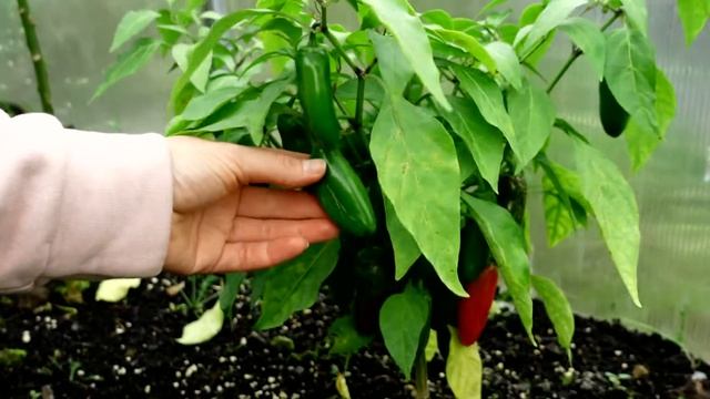 Carolina Reaper и другие. Наши сверхострые и не очень перцы смотреть онлайн