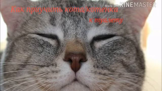 Как приучить кота к туалету. смотреть онлайн