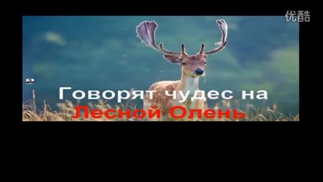 苏联歌曲 《森林的小鹿》"Лесной олень" - 中文版 смотреть онлайн