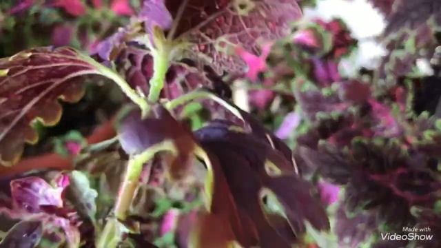 Колеусы! Весеннее черенкование Колеусов.