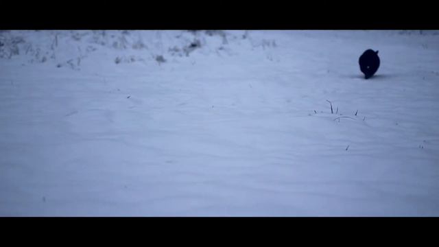 Taajuuskoe - Kepler 442b (Music video) смотреть онлайн