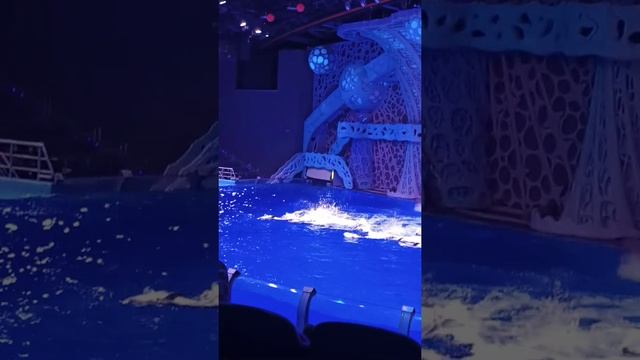 7.05.2021 частичка представления "шоу воды" москвариум смотреть онлайн