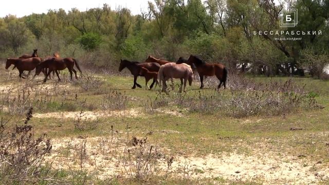Свидание с Белоцветником