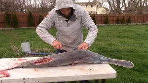 Рыбалка веслонос.Fishing paddlefish