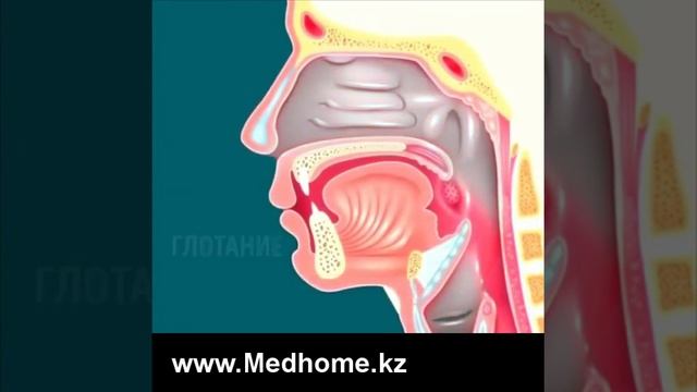 Почему когда мы глотаем,еда не оказывается в легких? смотреть онлайн