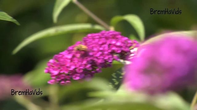 20190726 Test Aufnahmen Panasonic HC-X1 смотреть онлайн
