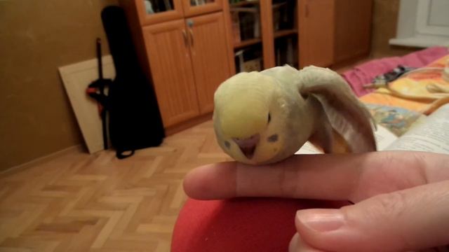 Ручной птенчик, 30 дней