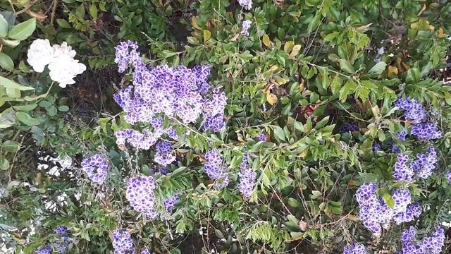 Duranta plant - How to grow (Golden Dewdrop) смотреть онлайн