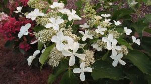 ✿➽ Гортензия метельчатая Левана в нашем саду 2016