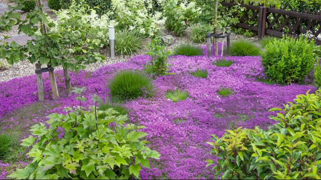Roberta's 32-piece Trample Me English Creeping Thyme on QVC смотреть онлайн