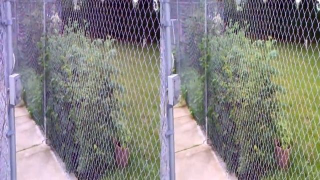 Garden fence, Aiptek 3D camcorder test смотреть онлайн