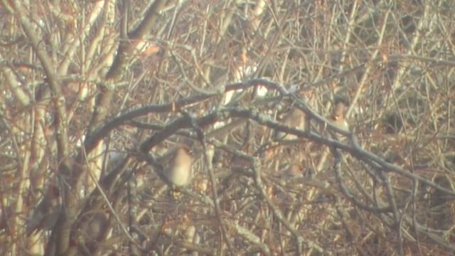 птица свиристель смотреть онлайн