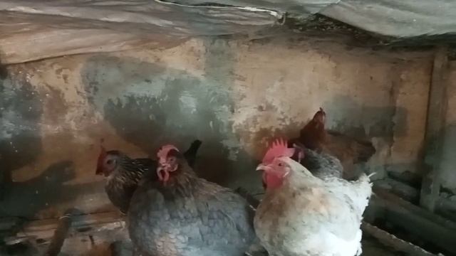 курица жива здоровая смотреть онлайн