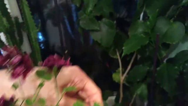 Гибискус и две орхидеи (обзор кухонного подоконника) l смотреть онлайн