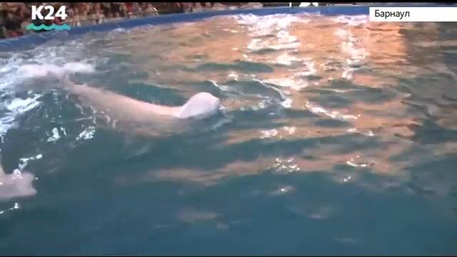 Шоу дельфинов в Барнауле смотреть онлайн