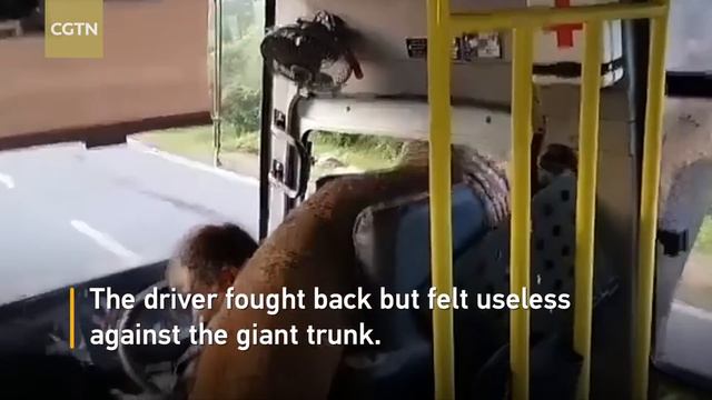 Cheeky elephant robs the bus driver for banana смотреть онлайн