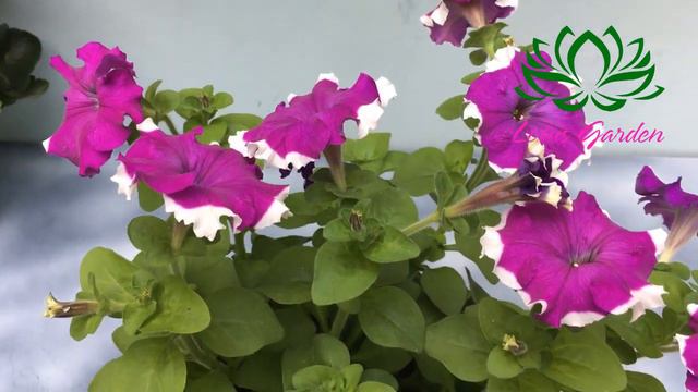 How to grow and care for petunia in pots смотреть онлайн