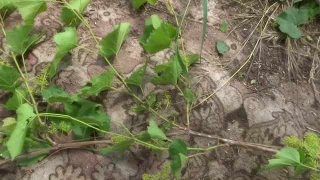 ОБРЕЗАЕМ МЕЛКОПЛОДНЫЙ ВИННЫЙ ВИНОГРАД