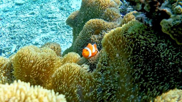 Aquarium 4K (VIDEO ULTRA HD) - Beautiful Coral Reef Fish - Sleep Relaxing Meditation Music смотреть онлайн